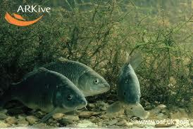 Interesant III :) - imaojuges.jpeg